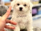 0 Numara Maltese Terrier Erkek Yavrumuz