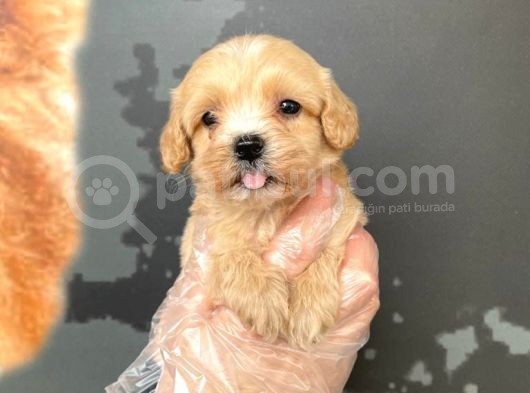 Satilik Mükemmel Kali̇te Malti̇poo Bebekleri̇mi̇z
