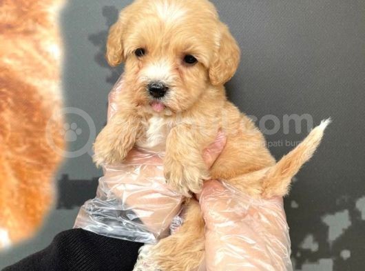 Satilik Mükemmel Kali̇te Malti̇poo Bebekleri̇mi̇z görsel