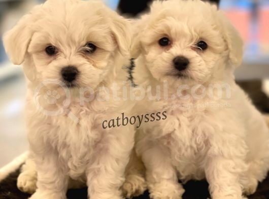 Kar Beyaz Maltese Terrier Yavrularımız görsel