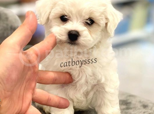 0 Numara Maltese Terrier Erkek Yavrumuz görsel