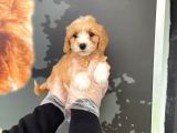 Satilik Muhteşem Renk Malti̇poo Yavrulari