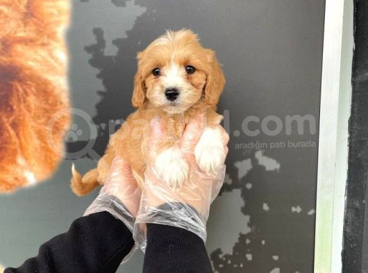 Satilik Muhteşem Renk Malti̇poo Yavrulari