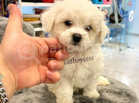 Sevimli Mini Maltese Terrier Yavrumuz