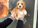 Satilik Muhteşem Renk Malti̇poo Yavrulari