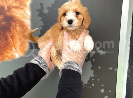 Satilik Muhteşem Renk Malti̇poo Yavrulari görsel