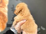 Satilik Mükemmel Kali̇te Malti̇poo Bebekleri̇mi̇z