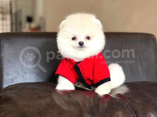 Sahibinden Orjinal Pomeranian Boo görsel