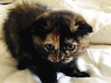 British Shorthair & Scotish Fold