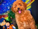 Tüy Dökülmesi  Olmayan Toy Poodle Yavrularımız