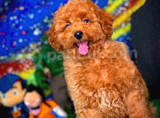 Tüy Dökülmesi  Olmayan Toy Poodle Yavrularımız