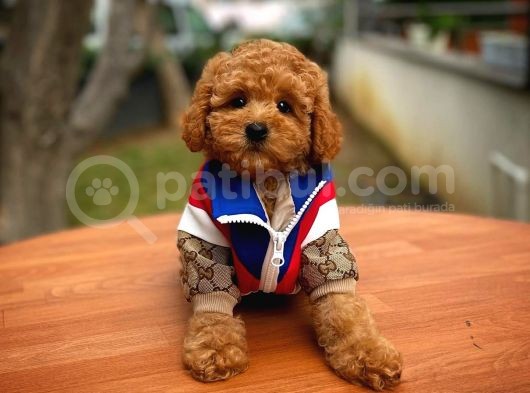 Show Kalite Toy Poodle Yavrularımız