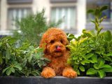 Show Kalite Toy Poodle Yavrularımız