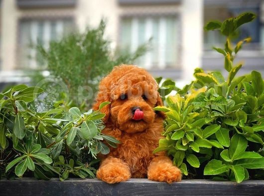 Show Kalite Toy Poodle Yavrularımız görsel