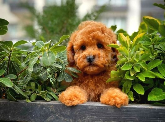 Show Kalite Toy Poodle Yavrularımız görsel
