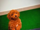 Tüy Dökülmesi  Olmayan Toy Poodle Yavrularımız