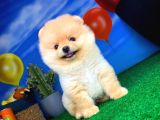 En İyi Kalıte Tcup Pomeranian Yavrularımız