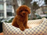 En İyi Kalite Tcup Toy Poodle  Yavrularımız