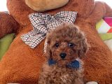 Çocuklarla Anlaşabılen En Iyı Irk Toy Poodle Yavrusu