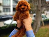 En İyi Kalite Tcup Toy Poodle  Yavrularımız