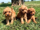 Çocuklarla Anlaşabılen En Iyı Irk Toy Poodle Yavrusu