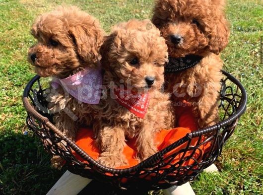 Çocuklarla Anlaşabılen En Iyı Irk Toy Poodle Yavrusu