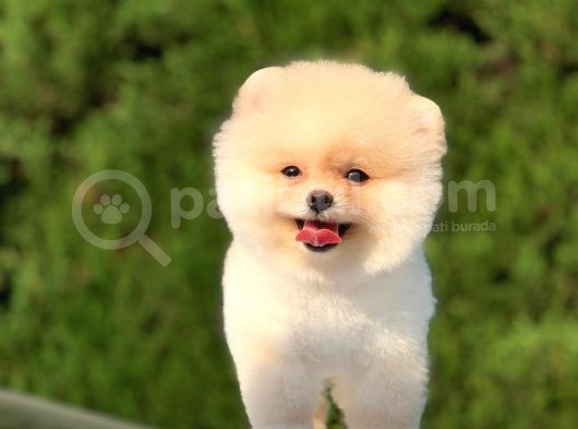 Orjinal Pomeranian Boo Yavrularımız