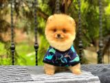 Show Kalite Oranj Pomerani̇an  Boo Oğlumuz