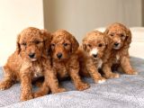Mi̇ni̇ Toy Poodle Yavrular