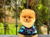 Show Kalite Oranj Pomerani̇an  Boo Oğlumuz