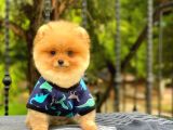 Show Kalite Oranj Pomerani̇an  Boo Oğlumuz