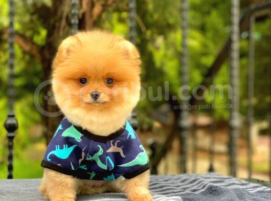 Show Kalite Oranj Pomerani̇an  Boo Oğlumuz