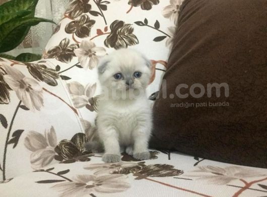 Di̇şi̇ Scottish Fold görsel