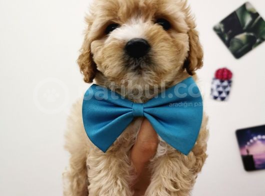 Maltipoo görsel