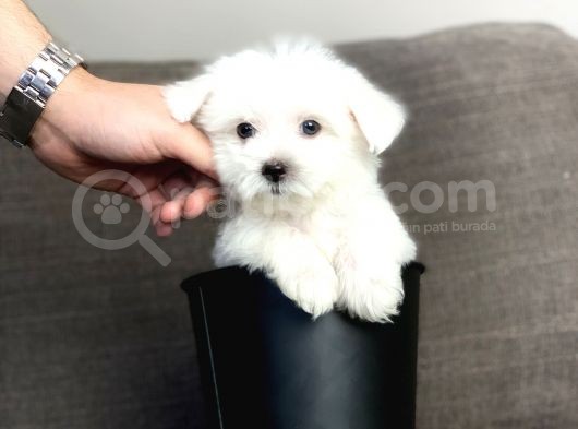 Irk Ve Sağlık Garantili Maltese Terrier Yavrularımız