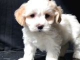 Özel Üretim Maltipoo
