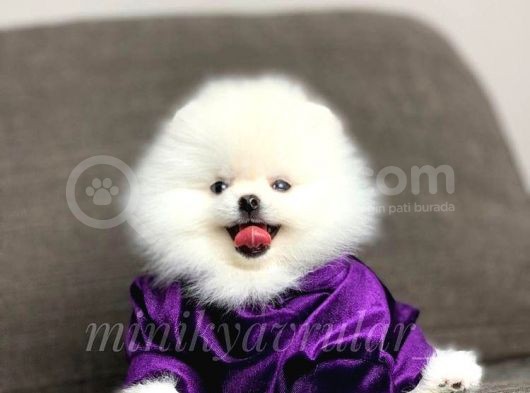 Safkan Pomeranian Yavrularımız