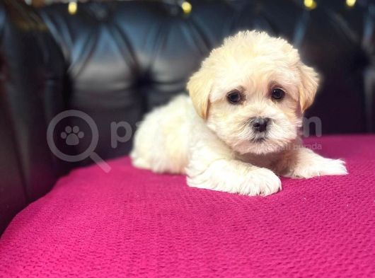 Satilik Malti̇poo Yavrularimiz görsel