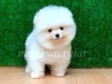 Orjinal Pomeranian Yavrularımız