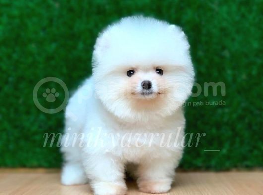 Orjinal Pomeranian Yavrularımız görsel
