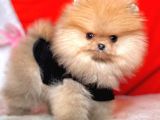 Safkan Pomerani̇an Boo Yavrularimiz