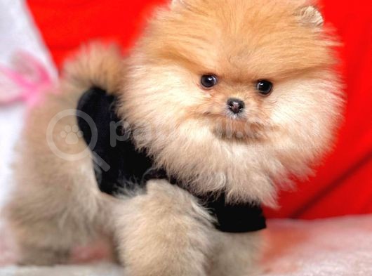 Safkan Pomerani̇an Boo Yavrularimiz görsel
