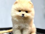 Safkan Pomerani̇an Boo Yavrularimiz