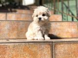 Satilik Malti̇poo Yavrularimiz