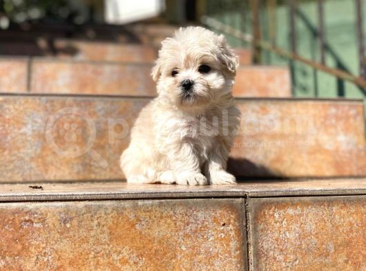 Satilik Malti̇poo Yavrularimiz görsel