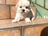 Satilik Malti̇poo Yavrularimiz