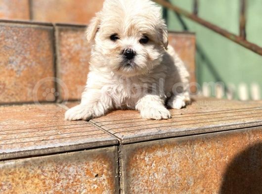 Satilik Malti̇poo Yavrularimiz