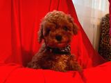 Safkan Toy Poodle Yavrularimiz
