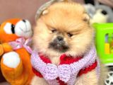 Safkan Pomerani̇an Boo Yavrularimiz