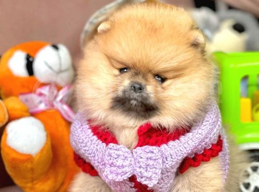 Safkan Pomerani̇an Boo Yavrularimiz görsel